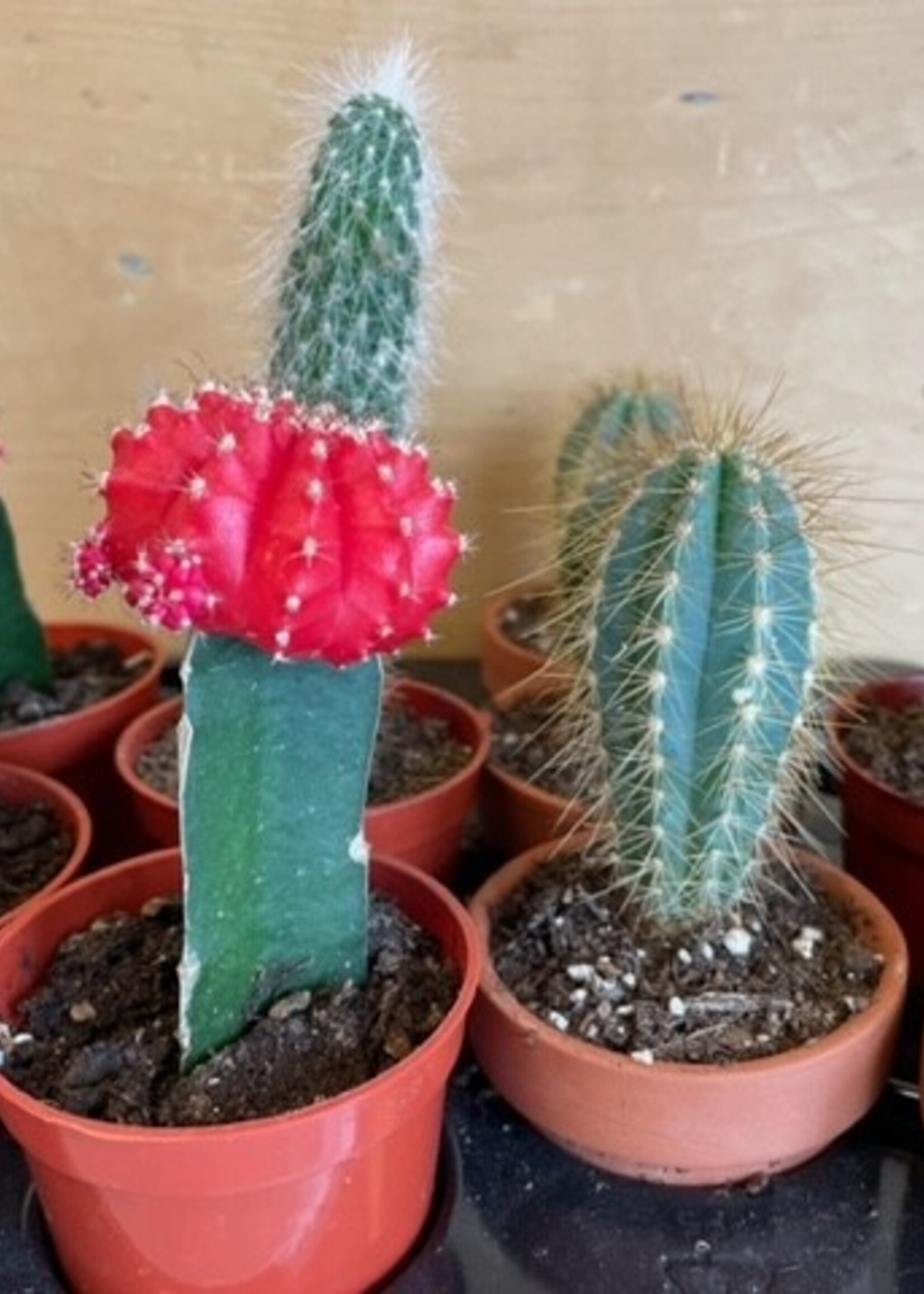 2.5'' Assorted Cactus