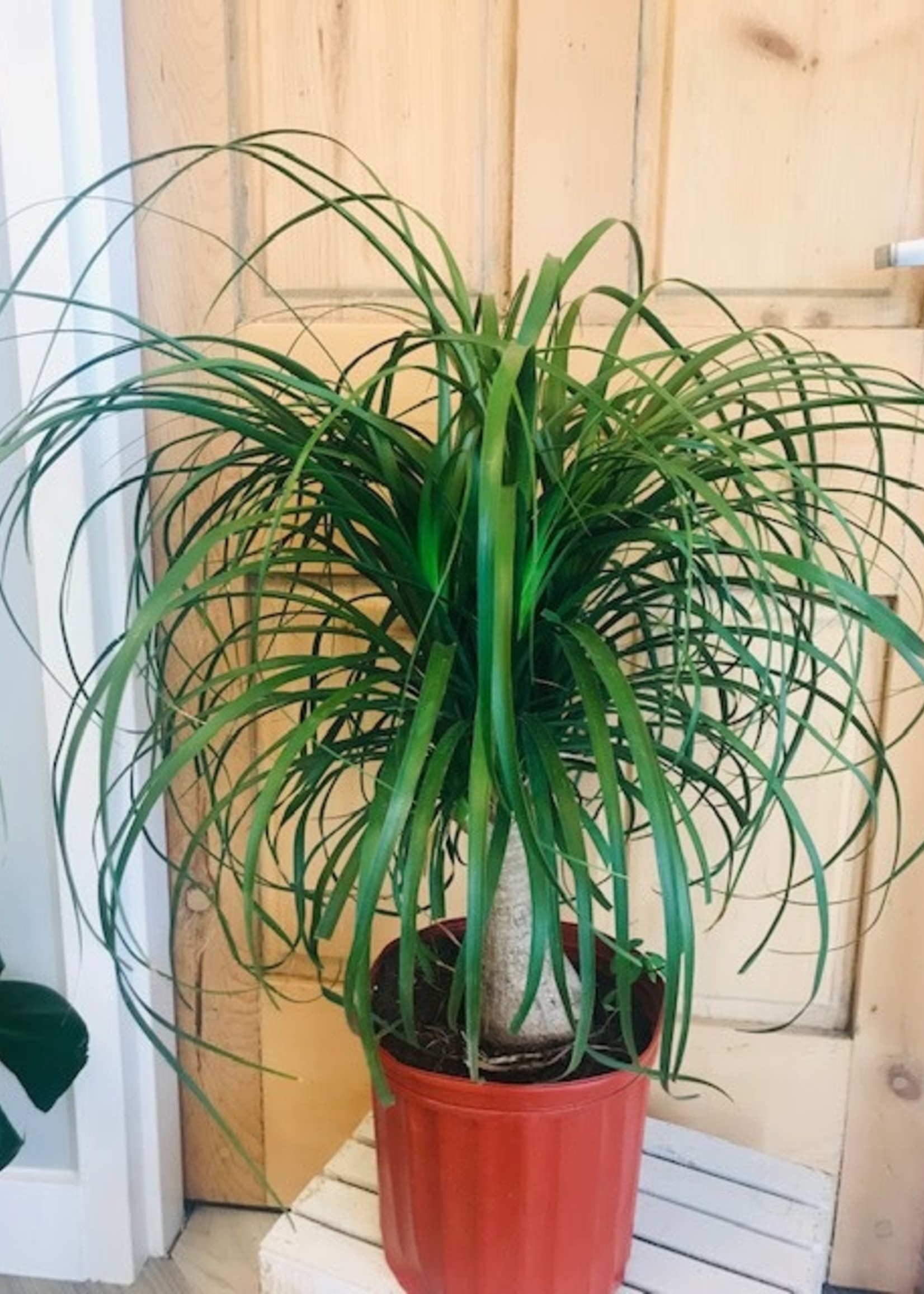 10'' Pony Tail Palm