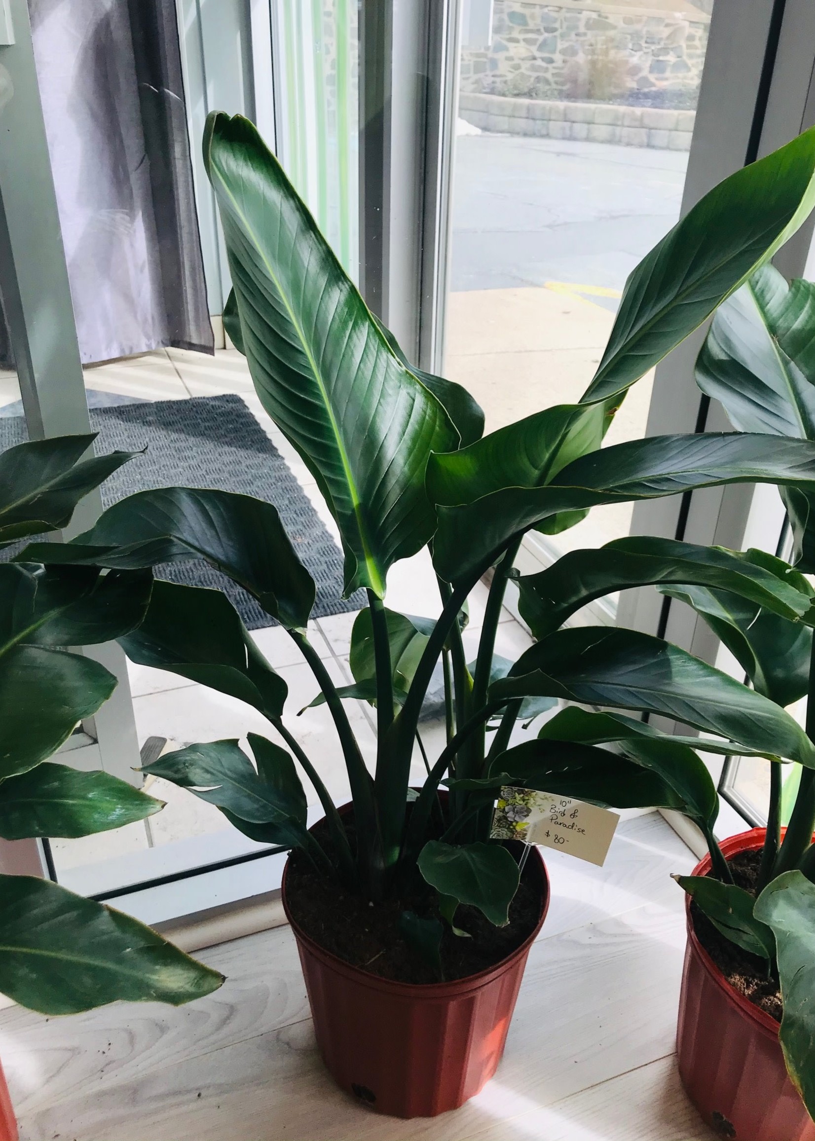 10'' White Bird of Paradise