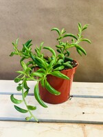 2.5'' String of Bananas