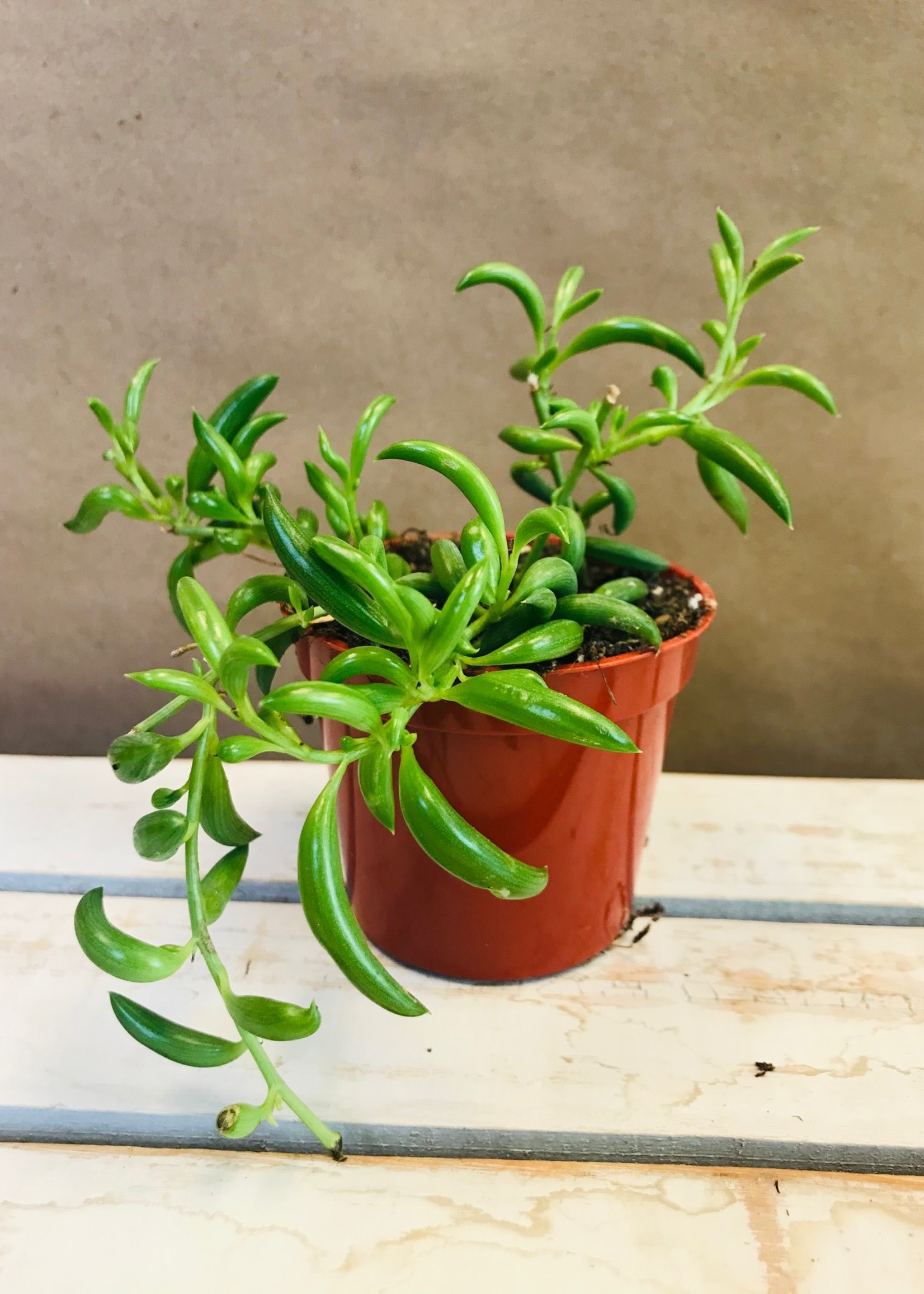 2.5'' String of Bananas