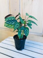 4'' Calathea Exotica Grey Star