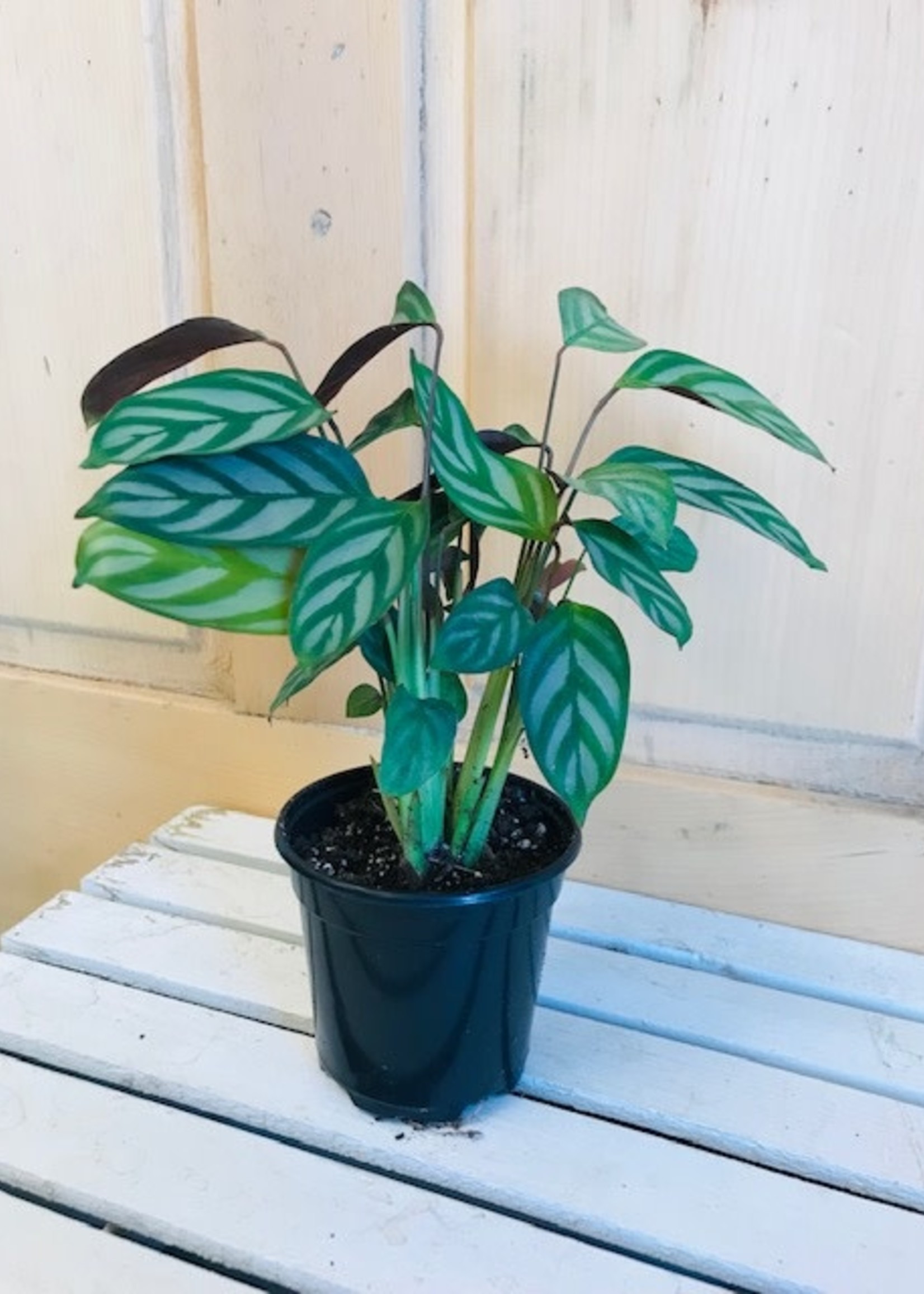 4'' Calathea Exotica Grey Star
