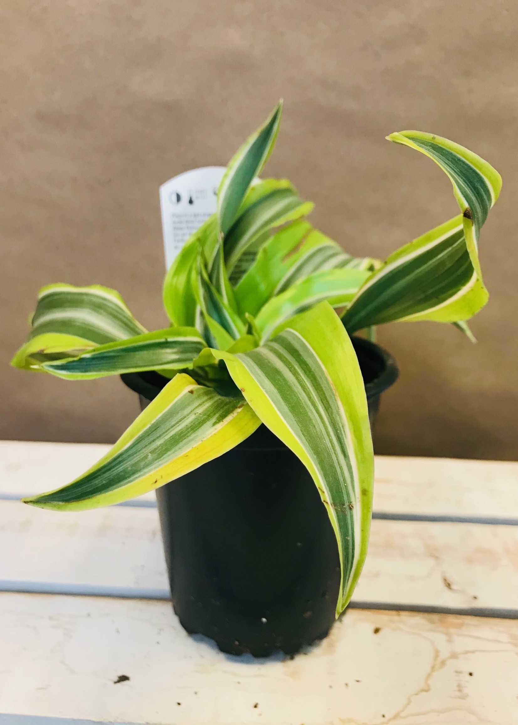 4'' Dracaena Lemon Lime