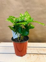 4'' Coffee Plant