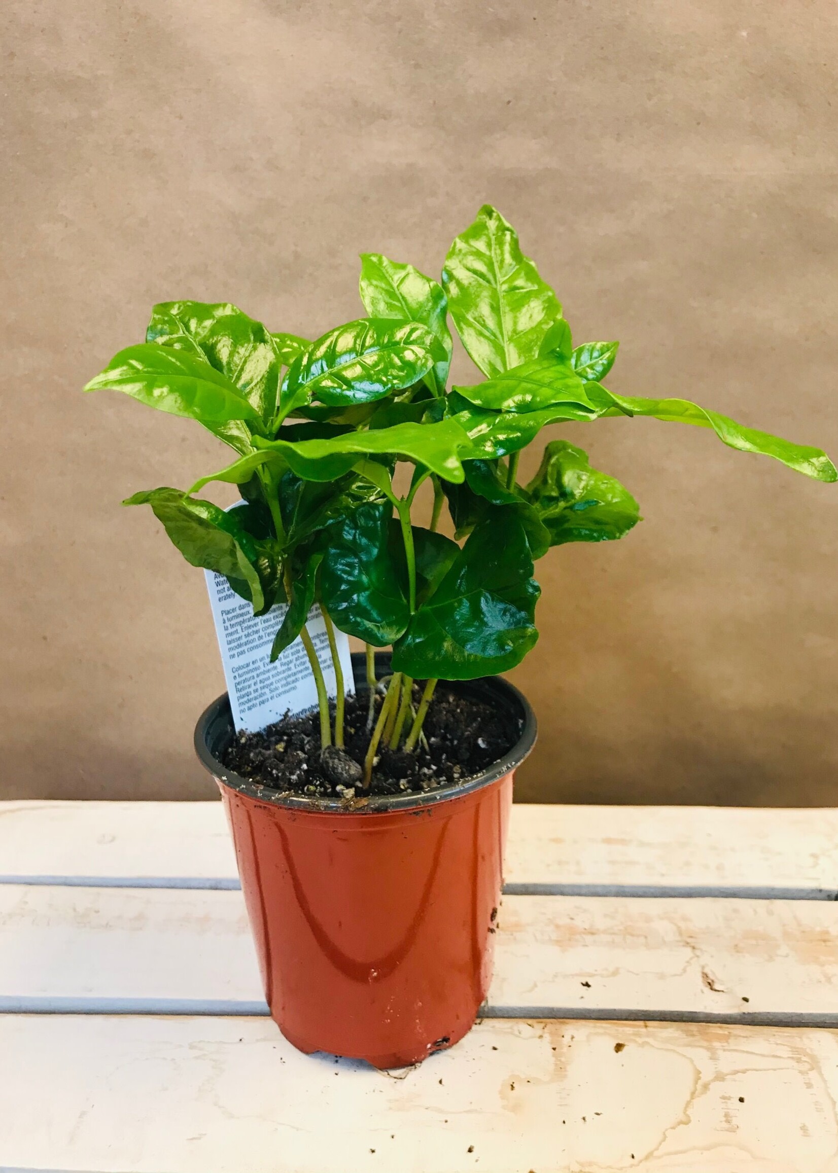 4'' Coffee Plant