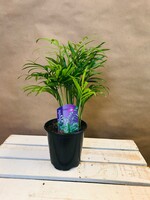 4'' Bella Palm