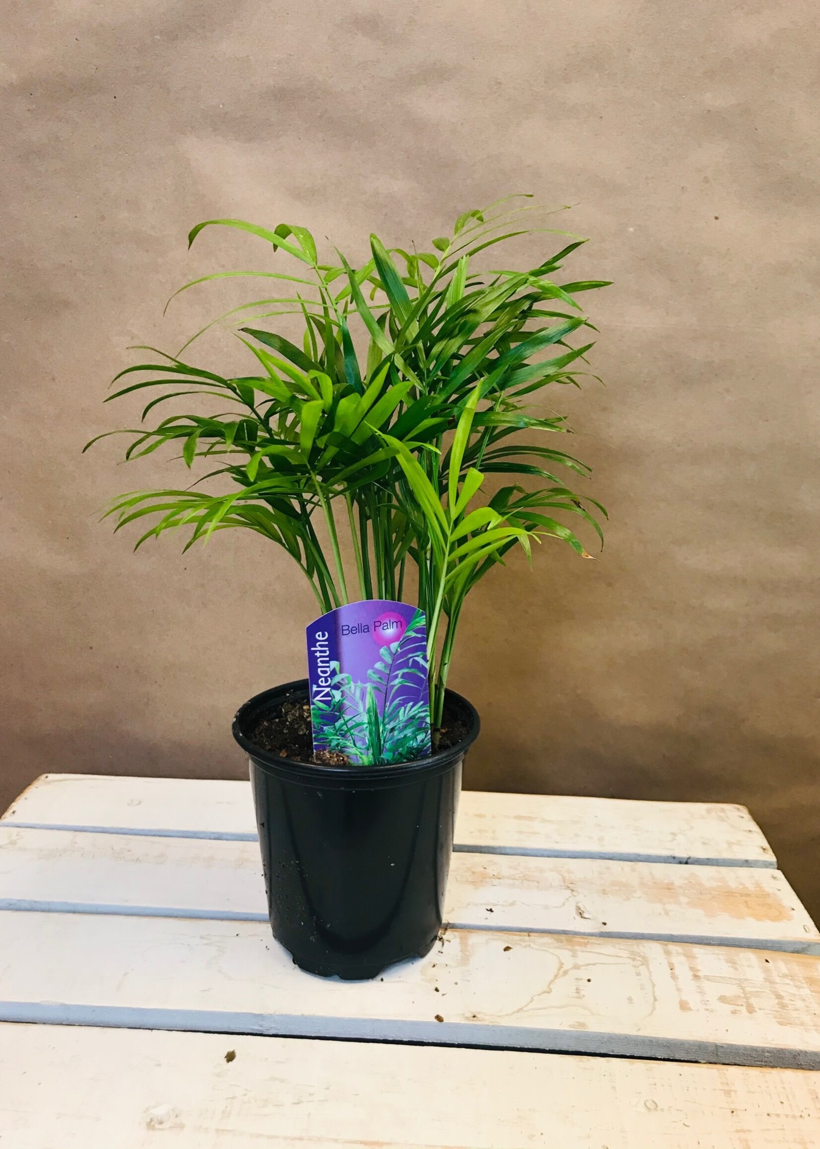 4'' Bella Palm