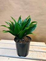 4'' Dracaena Janet Craig