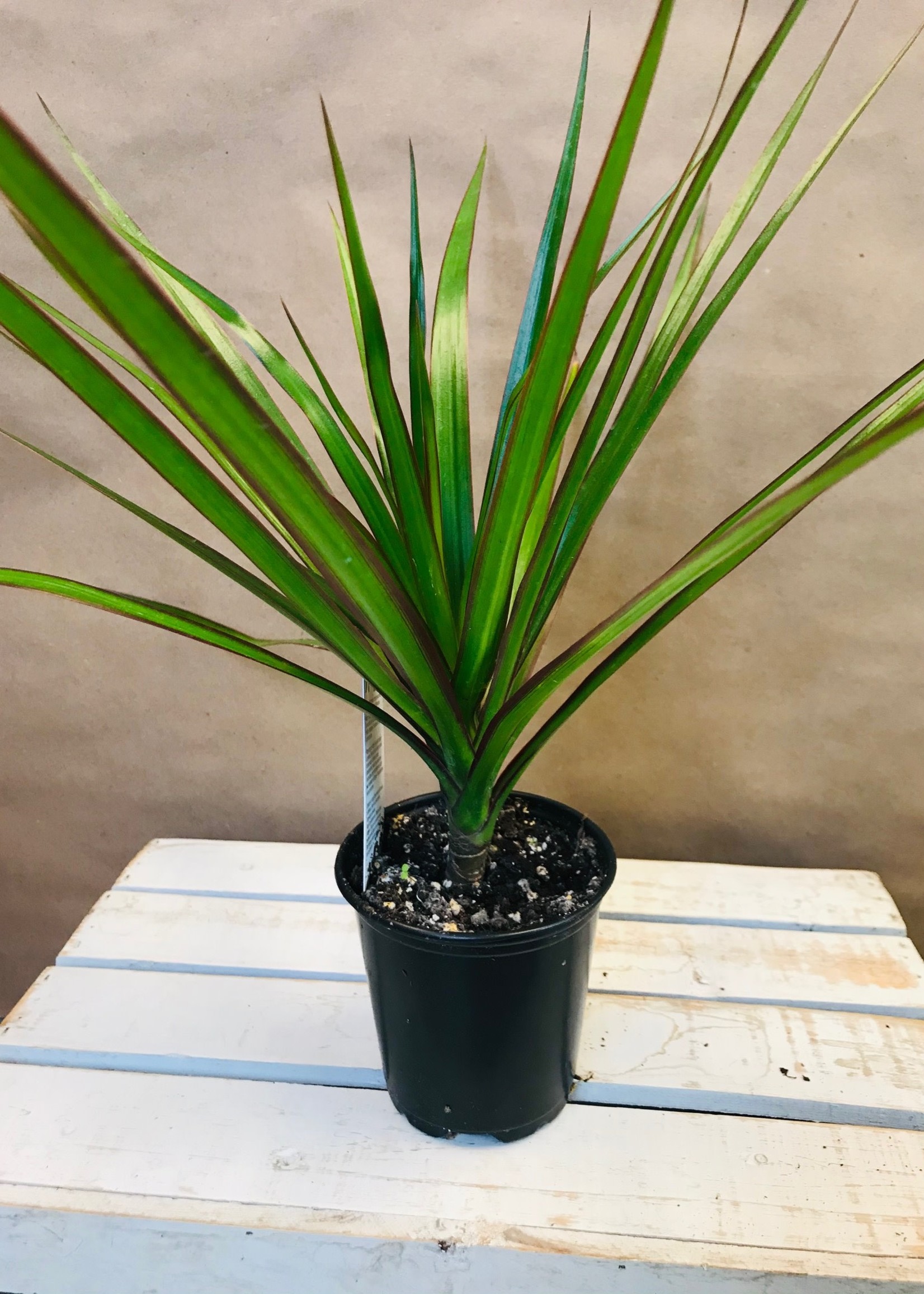 4'' Dracaena Marginata
