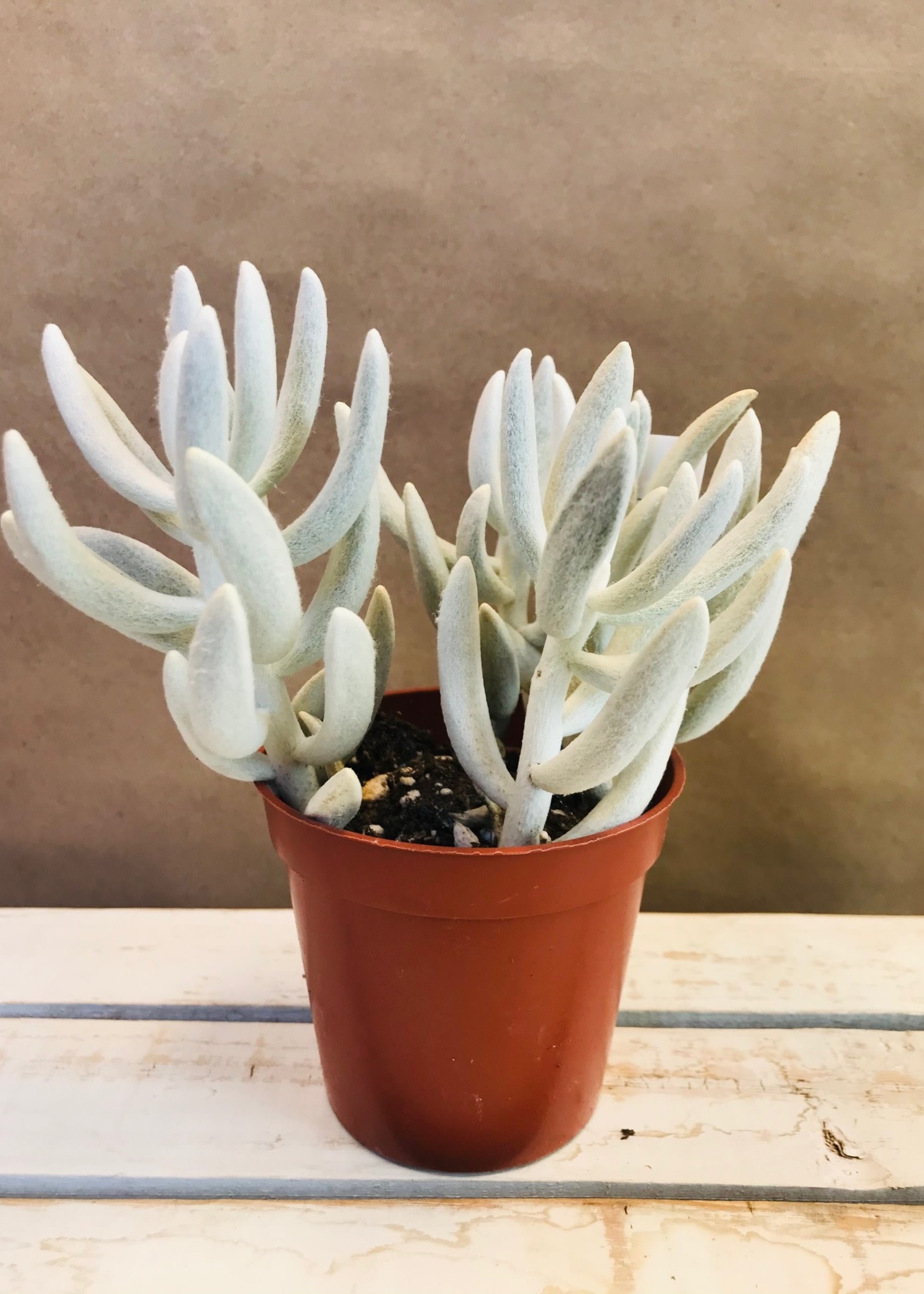 3.5'' Ghost Succulent