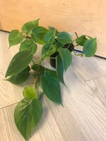 4'' Heart Leaf Philodendron