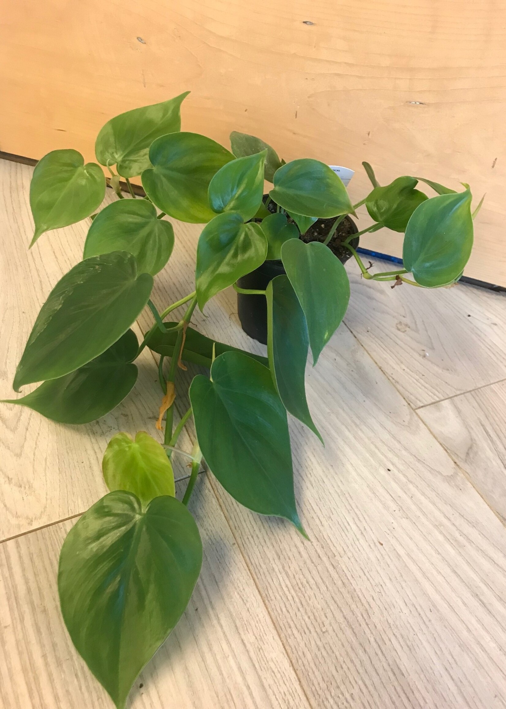 4'' Heart Leaf Philodendron