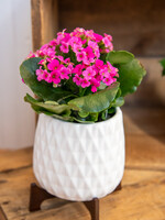 4'' Modern Planter