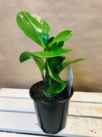 4'' Peperomia Obtusifolia