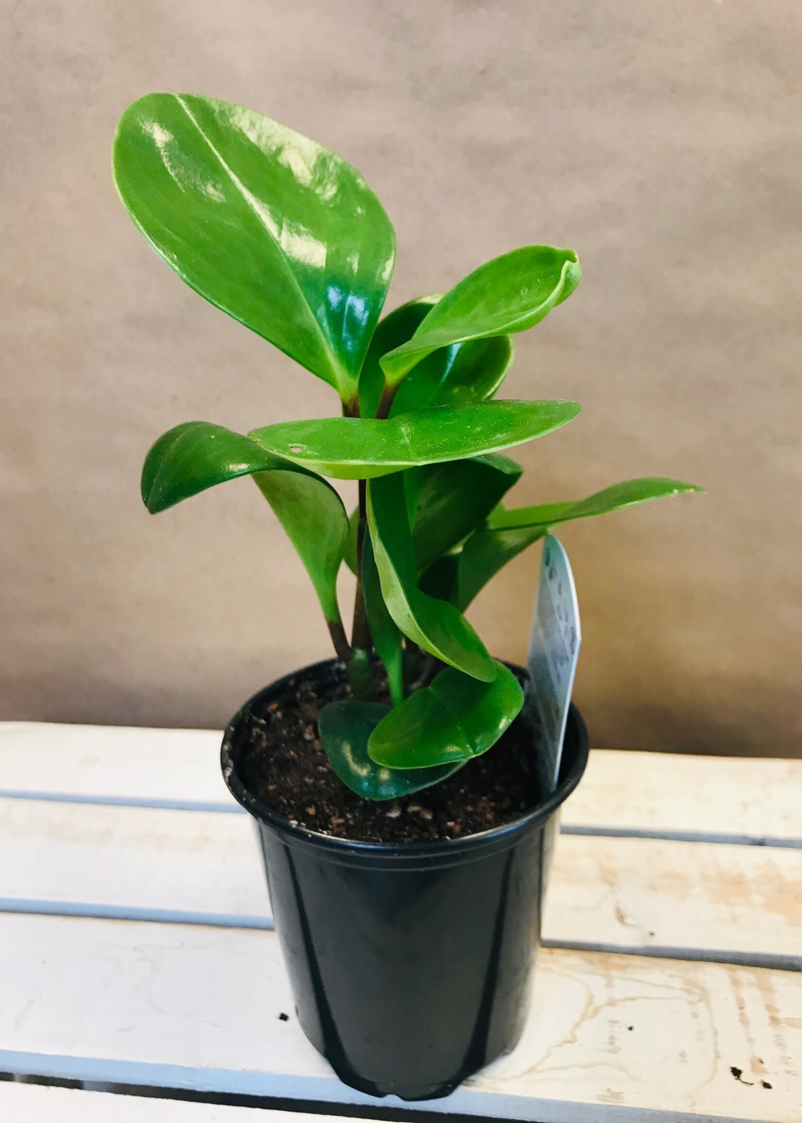 4'' Peperomia Obtusifolia