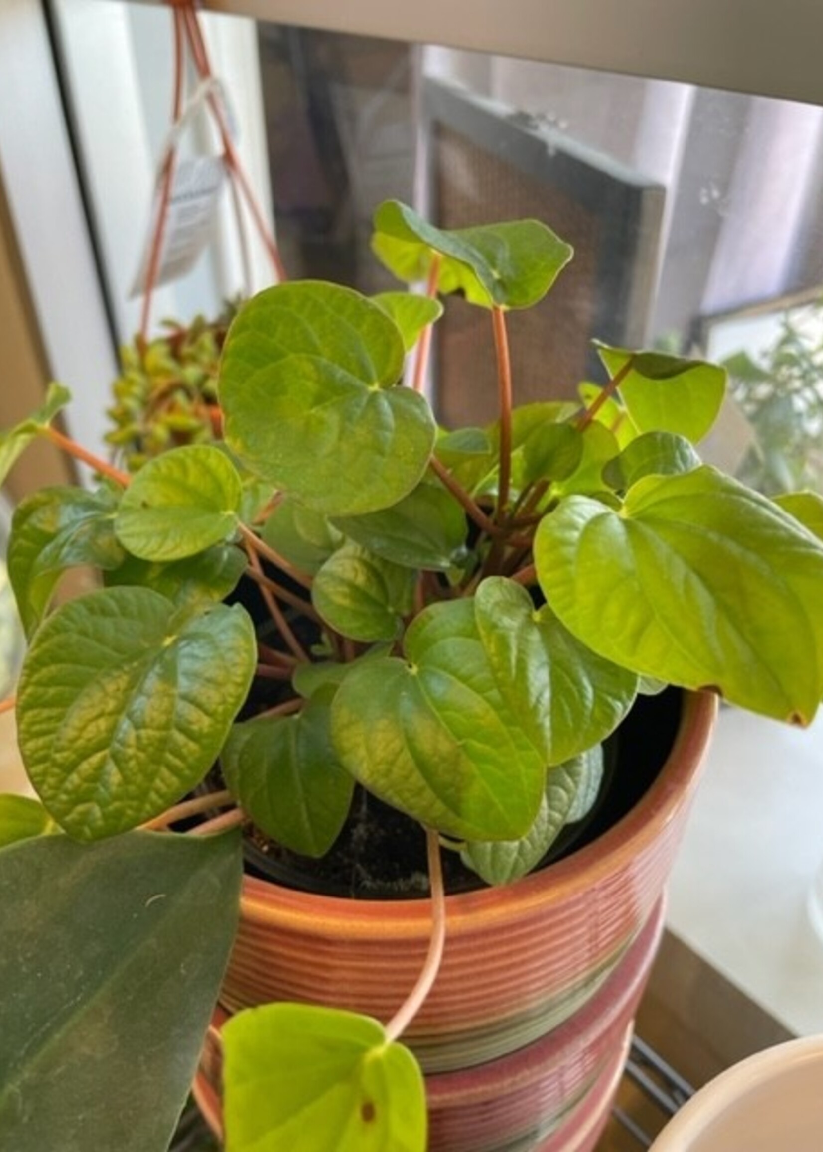 4'' Peperomia Ripple