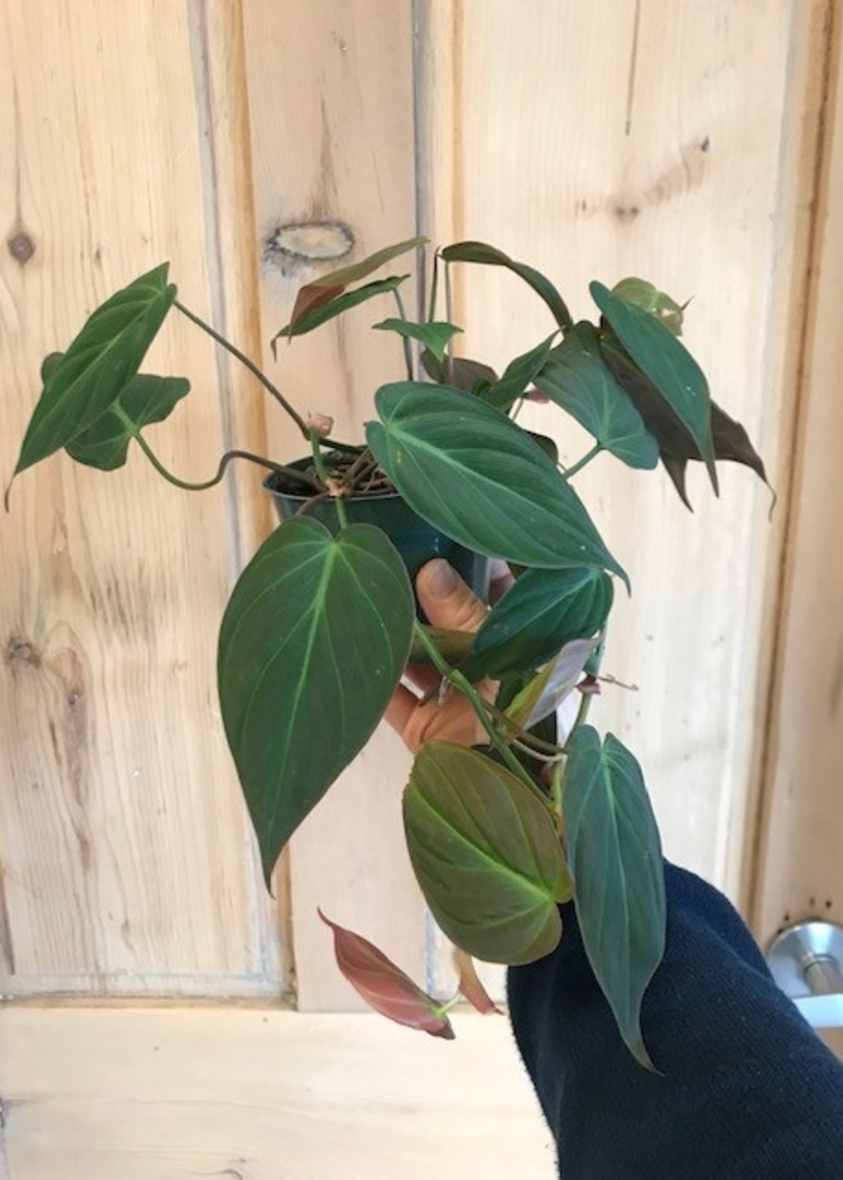 6'' Philodendron Micans