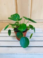 4'' Pilea