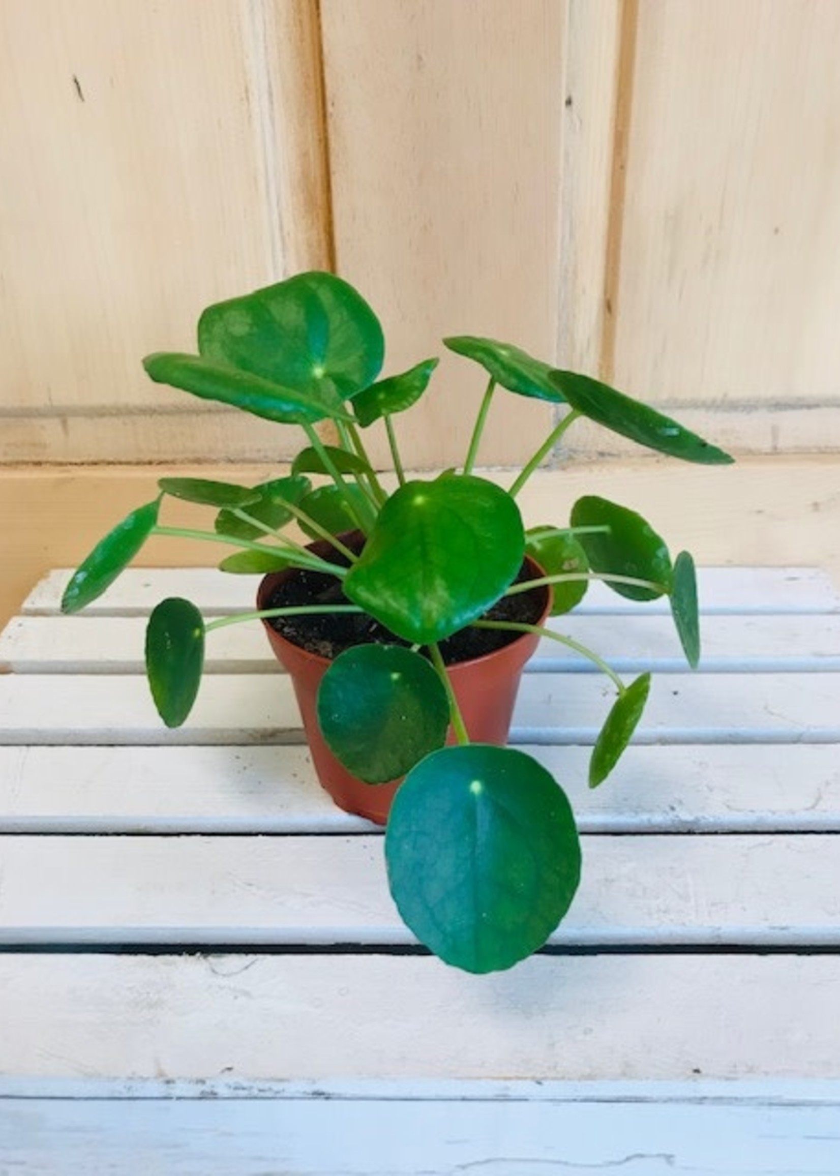 4'' Pilea