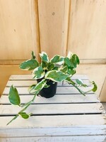 4'' Pothos N'Joy