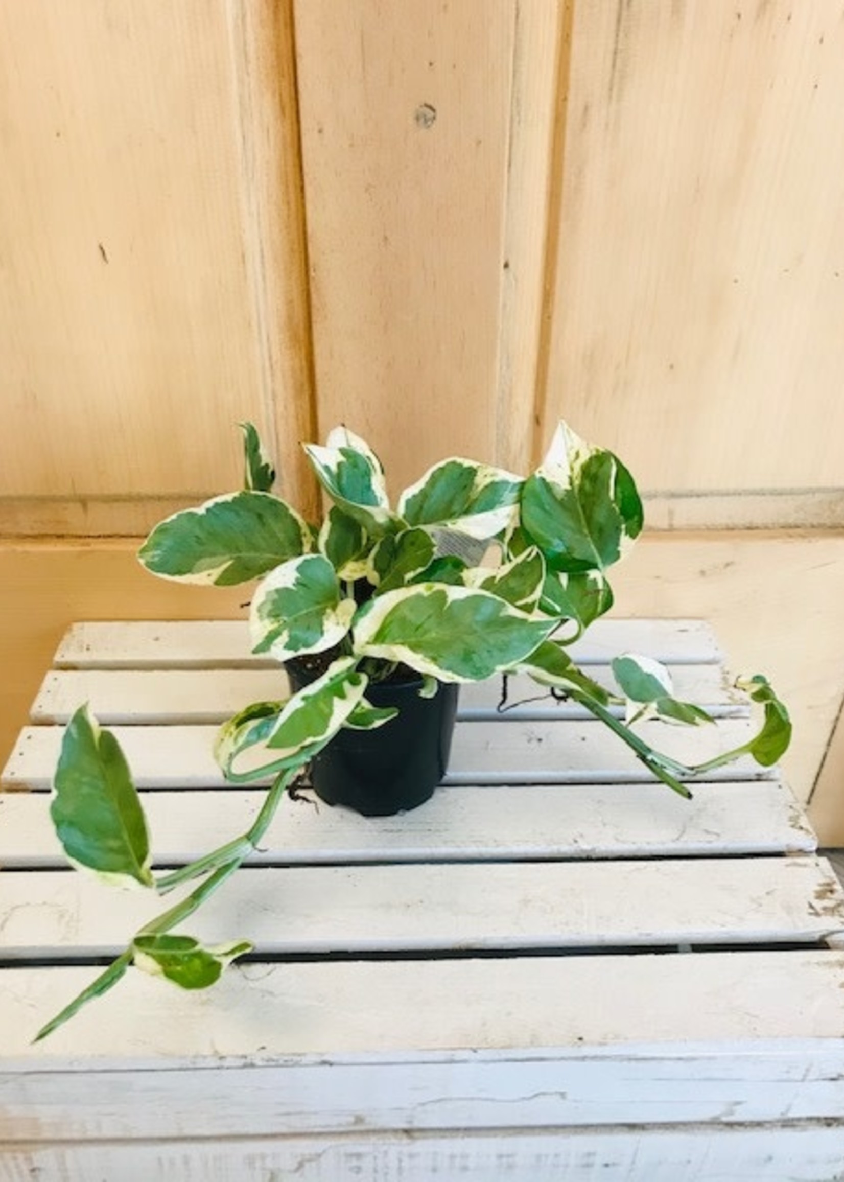4'' Pothos N'Joy