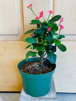 6'' Crown of Thorns