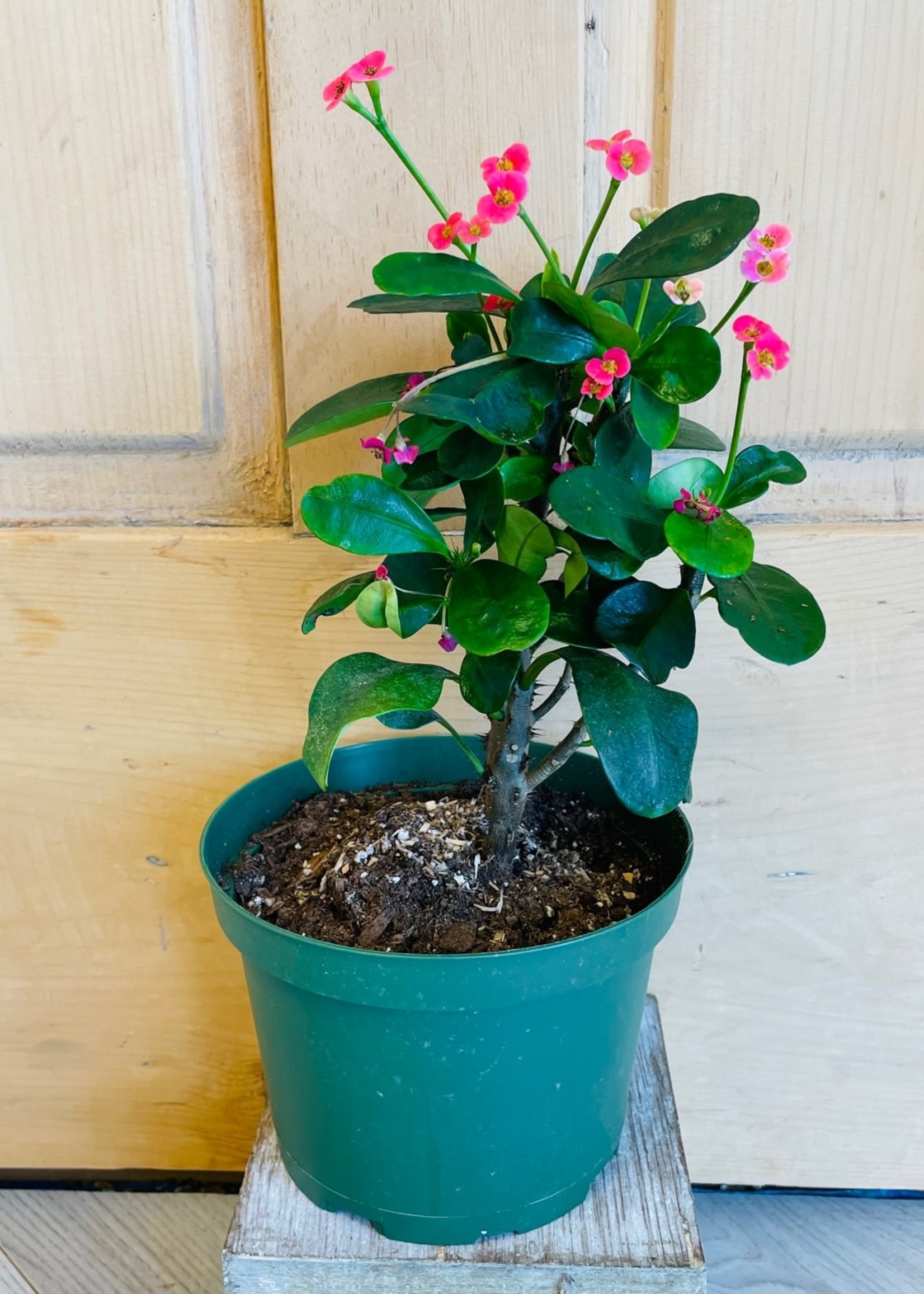 6'' Crown of Thorns