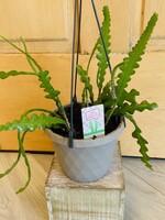5'' Fishbone Cactus