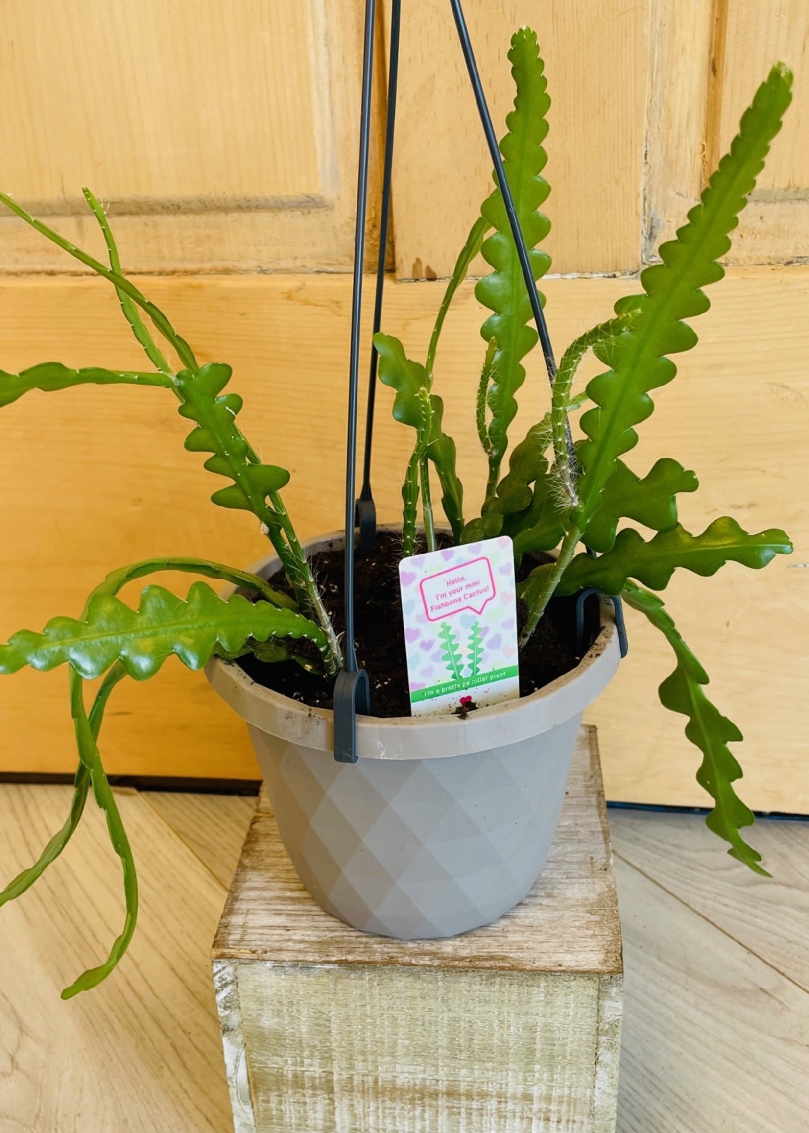 5'' Fishbone Cactus