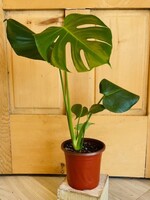 6” Monstera