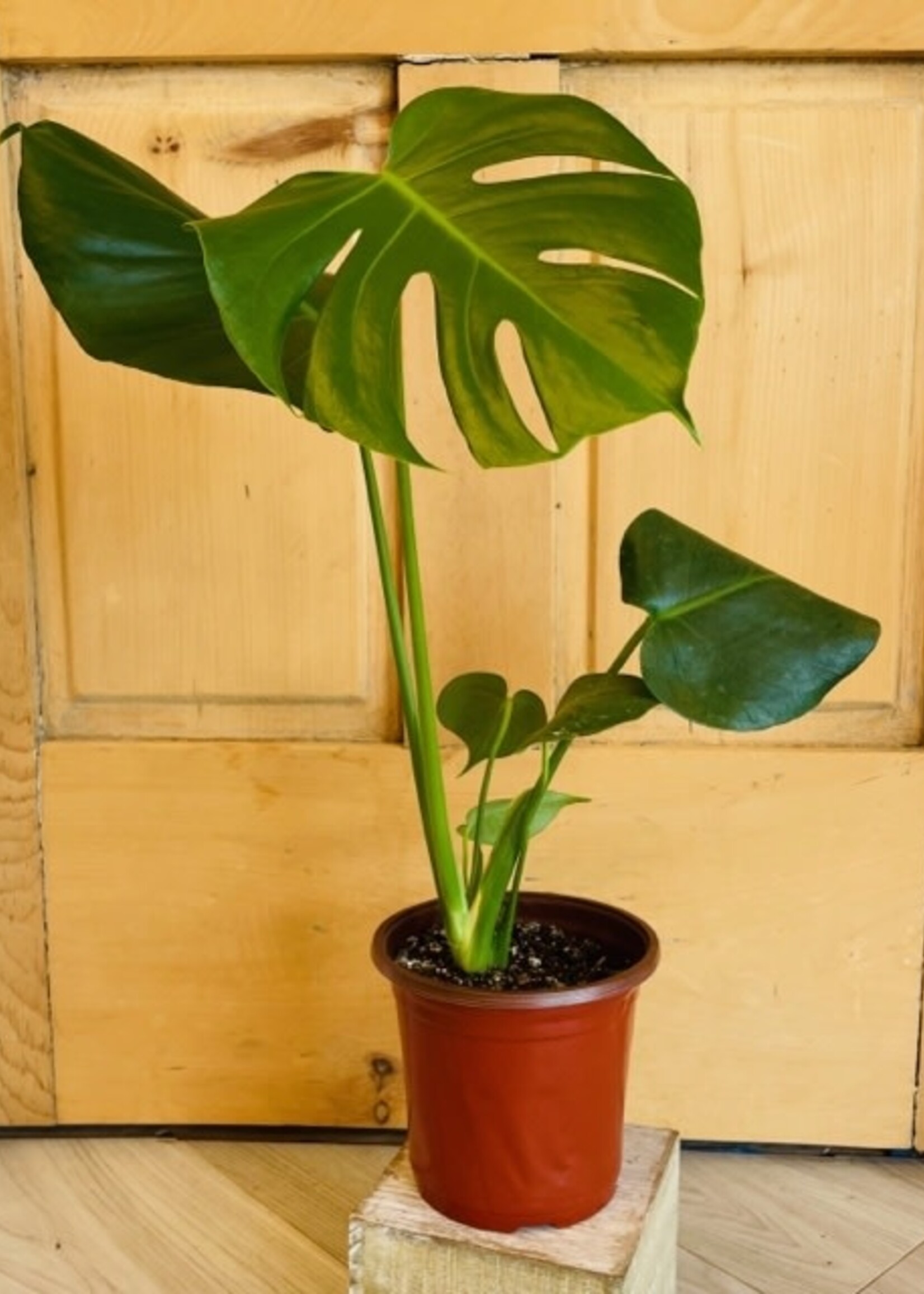 6” Monstera Deliciosa
