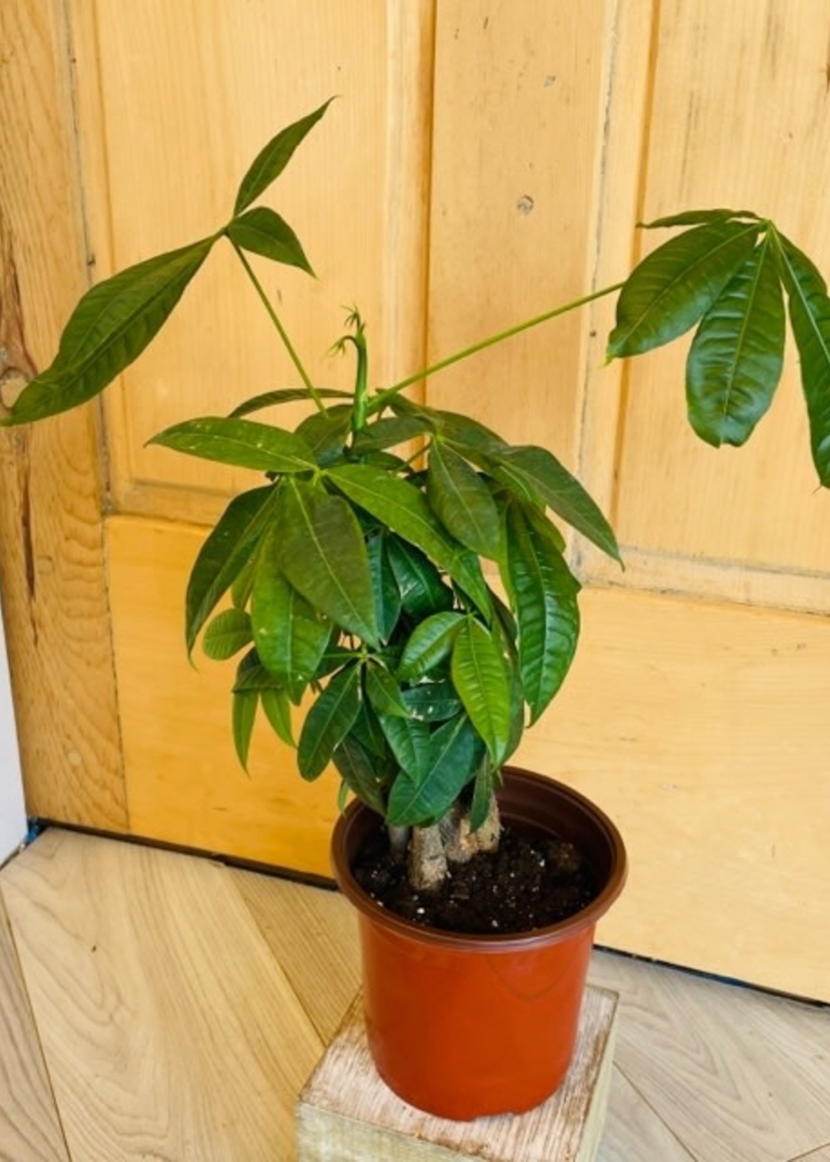 6” Money Tree