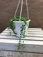 5'' String of Pearls