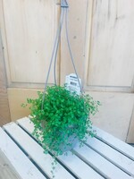 6'' Baby's Tears Hanging Basket