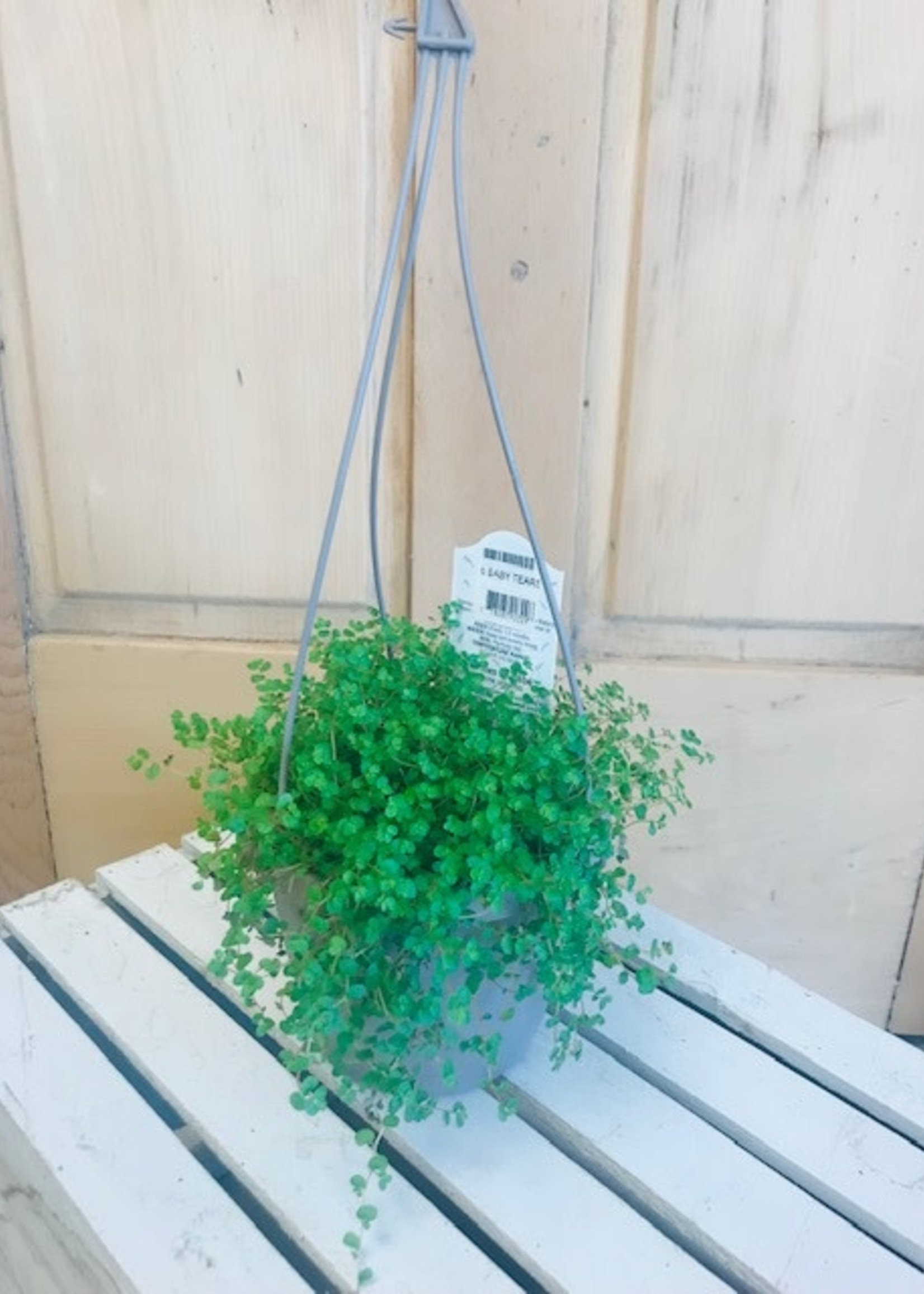 6'' Baby's Tears Hanging Basket
