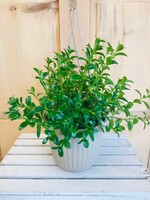 6'' Goldfish Hanging Basket