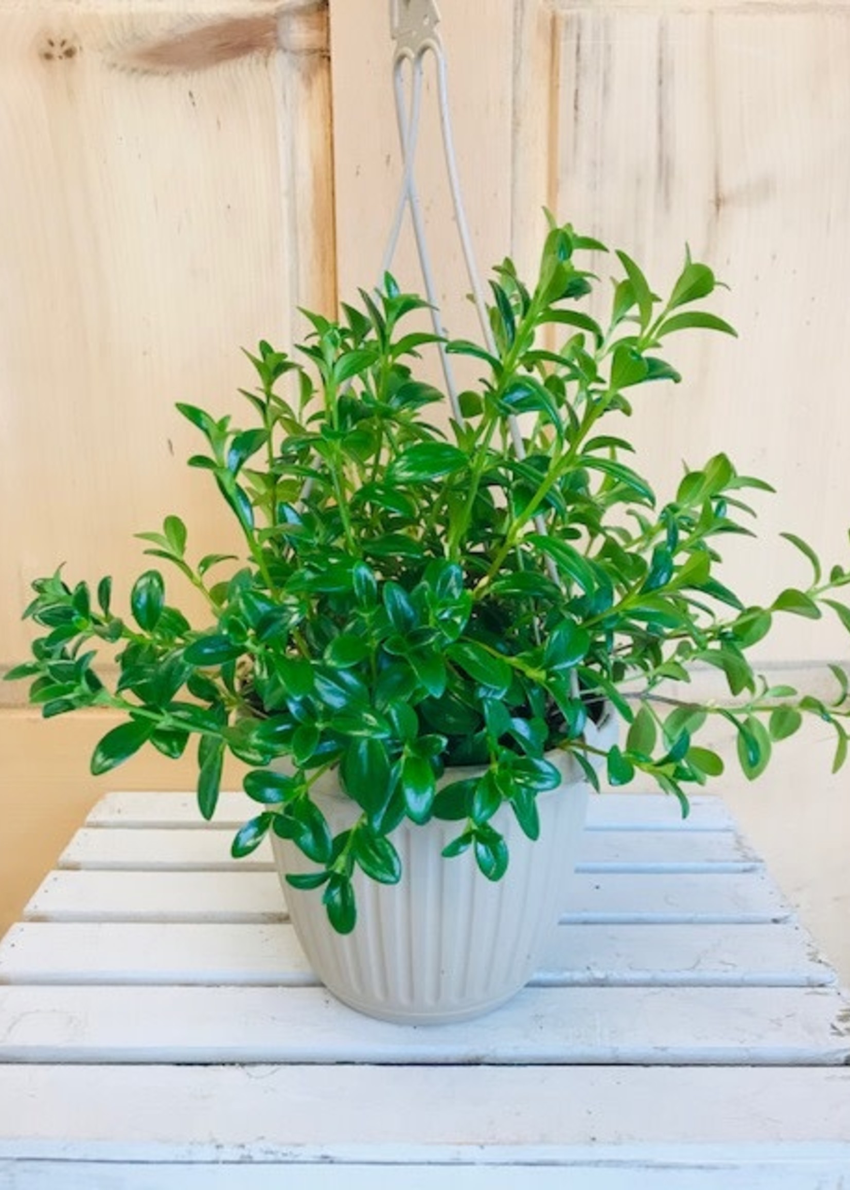 6'' Goldfish Hanging Basket