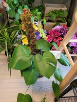 6'' Monstera Deliciosa with Moss Pole
