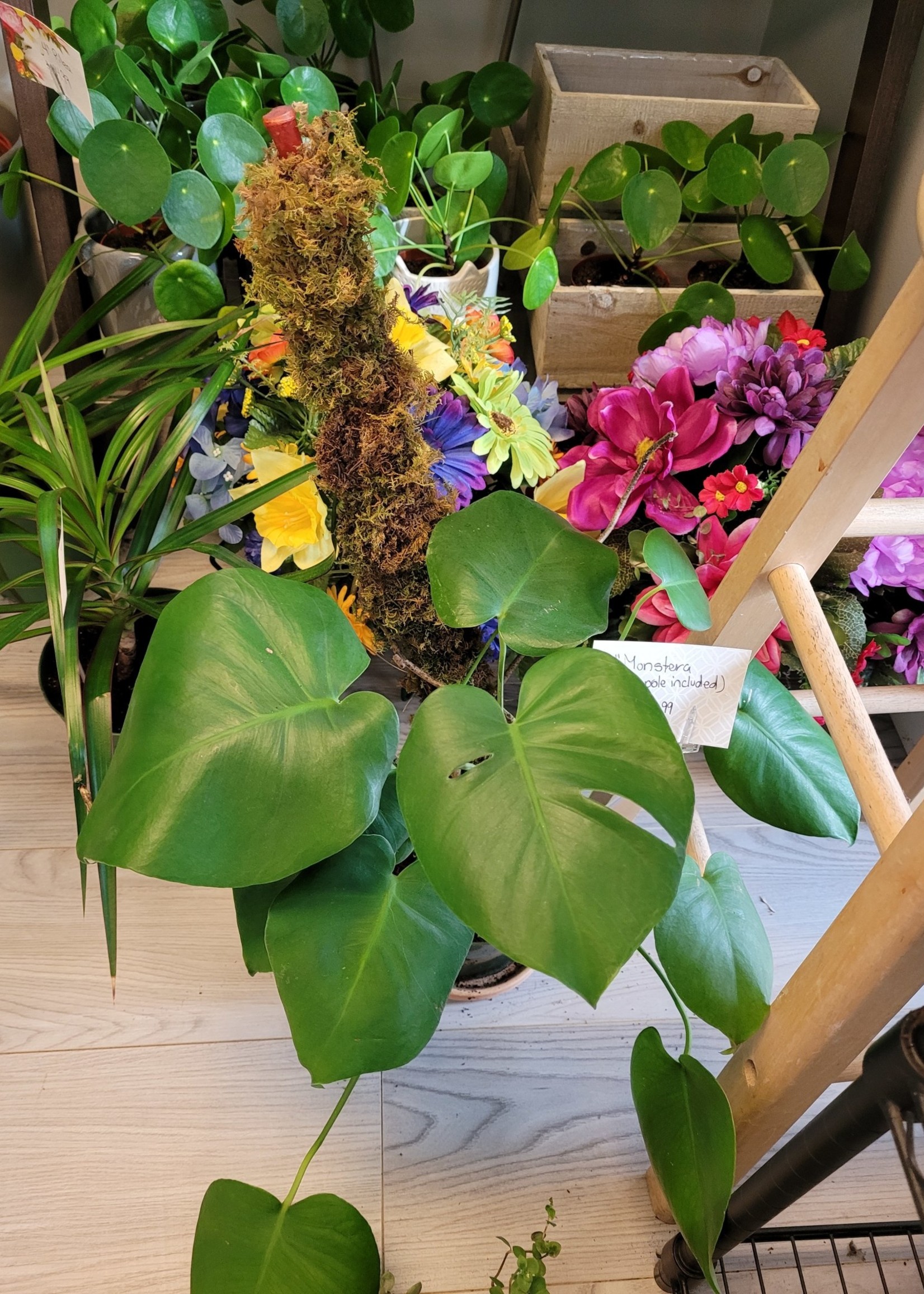 6'' Monstera Deliciosa with Moss Pole