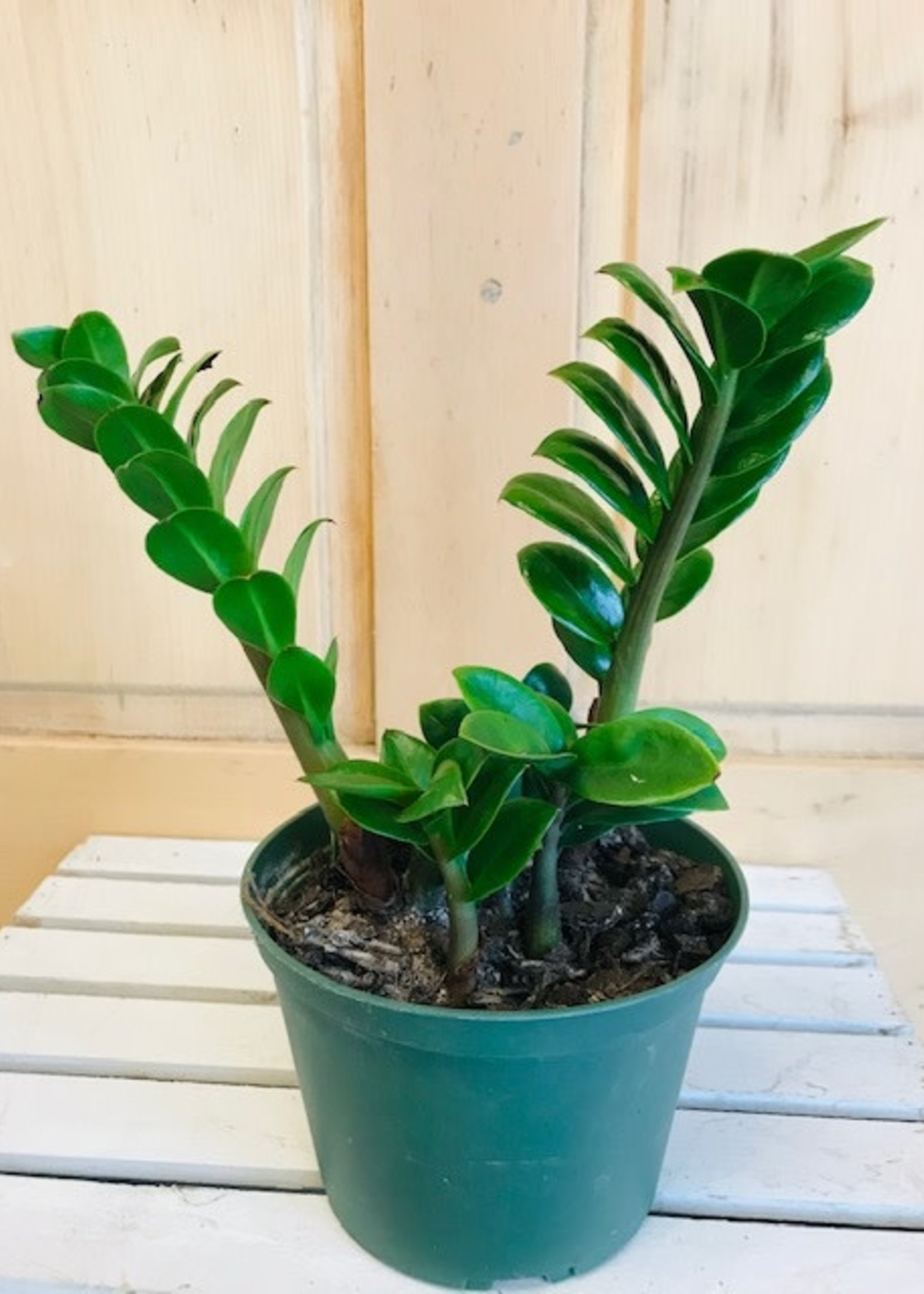 6'' ZZ Zenzi
