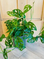 6” Philodendron Swiss Cheese