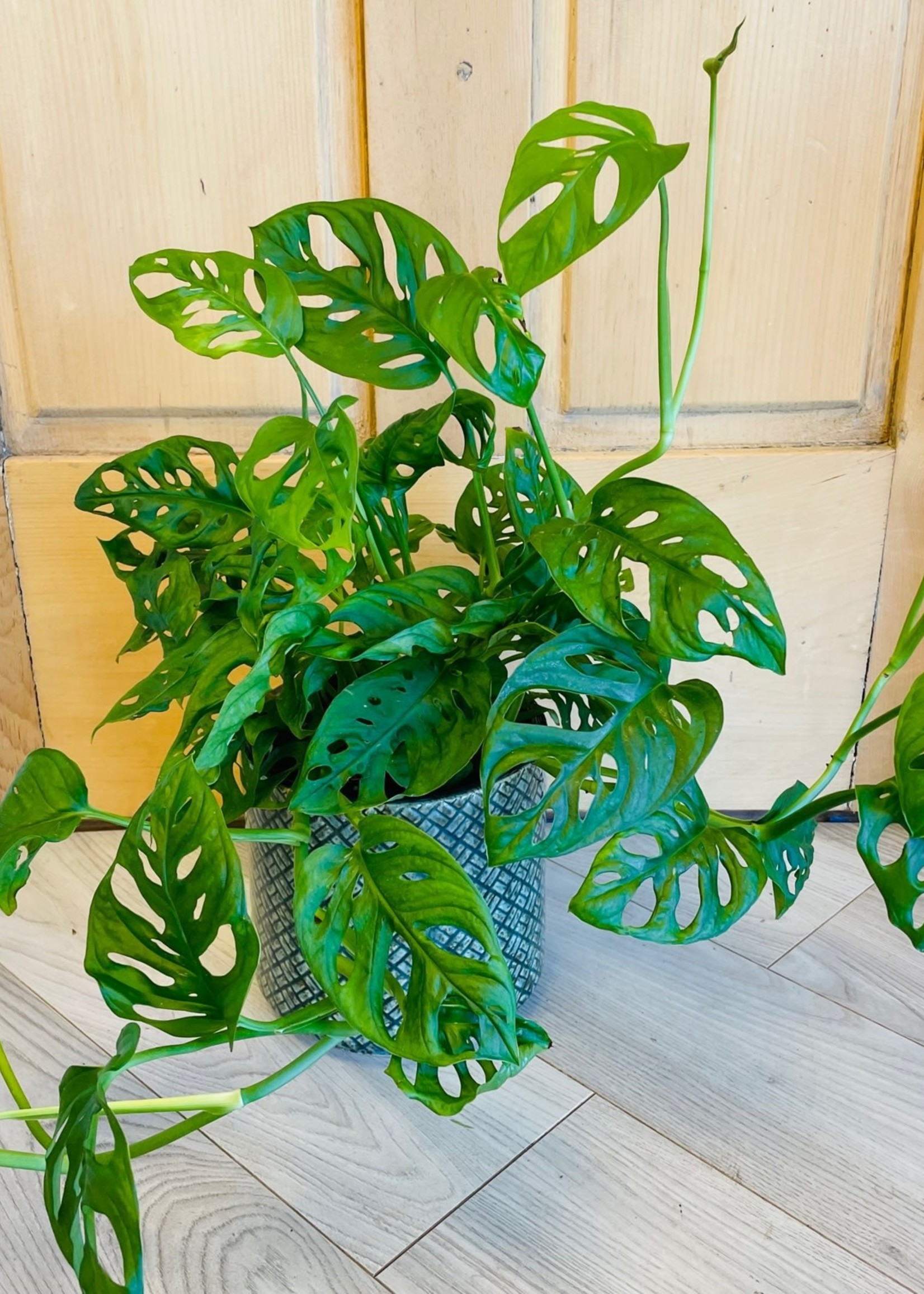 6” Philodendron Swiss Cheese