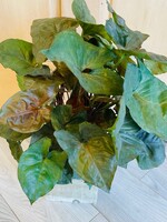 6” Syngonium Mango Allusion