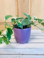 4.75'' Lilac Pot