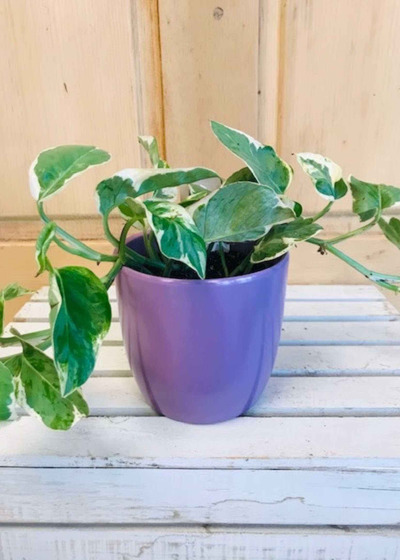 4.75'' Lilac Pot