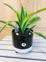 4'' Bear Pot