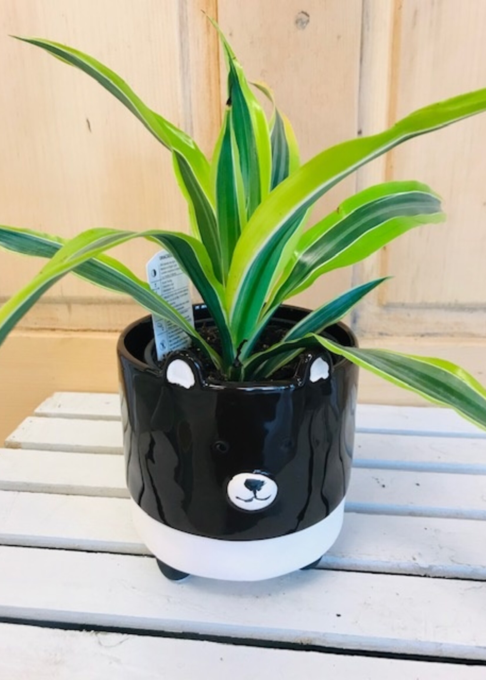 4'' Bear Pot