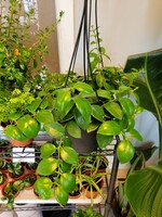 6'' Hanging Lipstick Plant