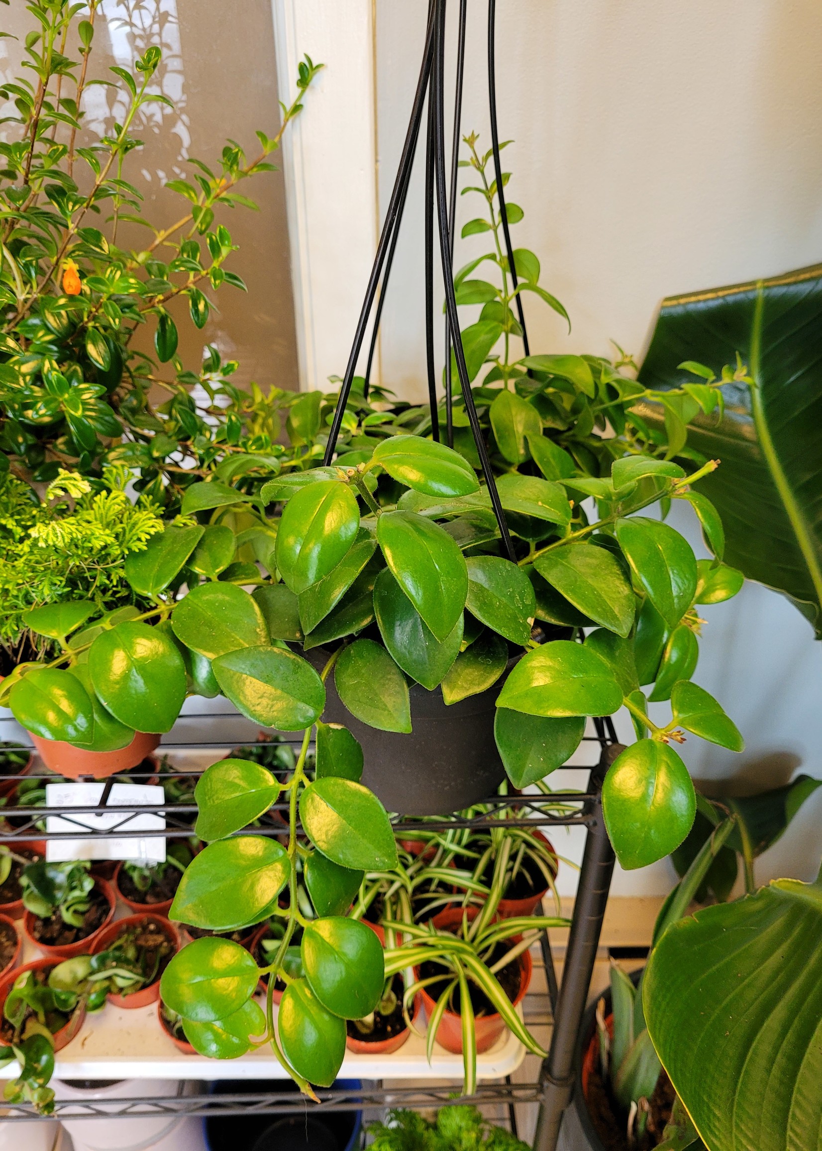 6'' Hanging Lipstick Plant